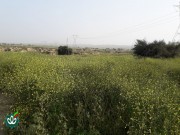 گلزار شهدای روستای تل گوینه