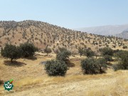 گلزار شهدای روستای رکعت علیا